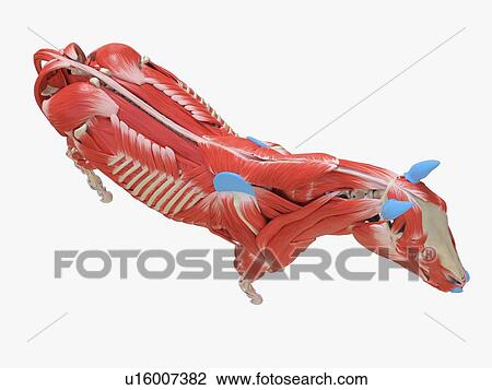 Stock Image - Horse musculature, illustration. Fotosearch
