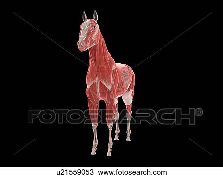 Stock Image - Horse musculature, illustration. Fotosearch