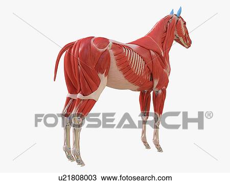 Horse musculature, illustration View Large Photo Image Stock Image - Horse musculature, illustration. Fotosearch