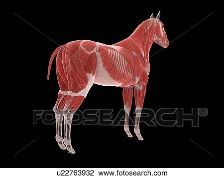 Stock Image - Horse musculature, illustration. Fotosearch