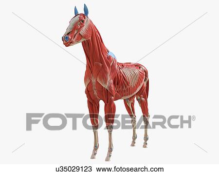 Stock Image - Horse musculature, illustration. Fotosearch
