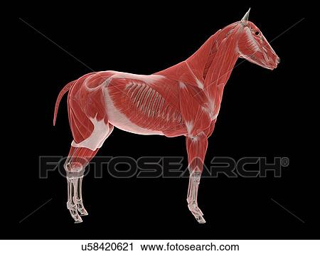 Stock Image - Horse musculature, illustration. Fotosearch