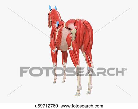 Stock Image - Horse musculature, illustration. Fotosearch