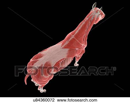 Stock Image - Horse musculature, illustration. Fotosearch