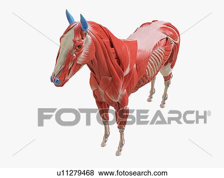 Stock Photo - Horse musculature, illustration. Fotosearch