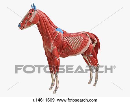 Stock Photo - Horse musculature, illustration. Fotosearch