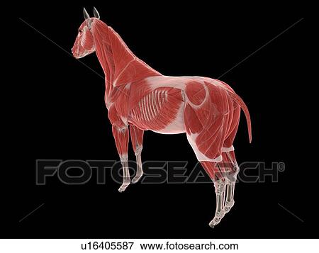 Stock Photo - Horse musculature, illustration. Fotosearch