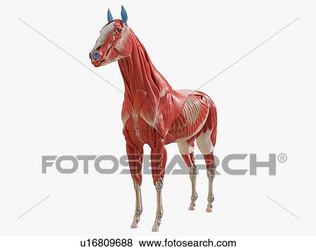 Stock Photo - Horse musculature, illustration. Fotosearch