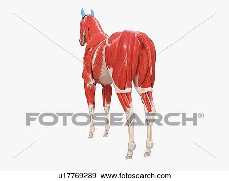 Stock Photo - Horse musculature, illustration. Fotosearch