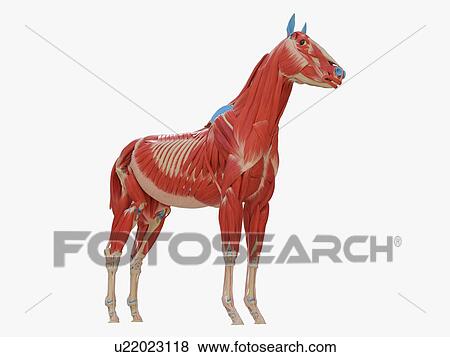 Stock Photo - Horse musculature, illustration. Fotosearch