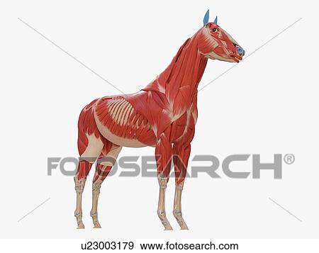 Stock Photo - Horse musculature, illustration. Fotosearch
