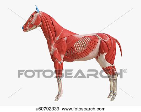 Stock Photo - Horse musculature, illustration. Fotosearch