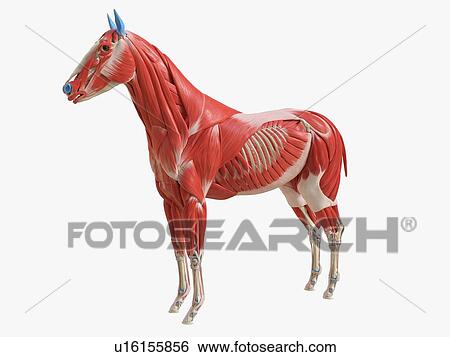 Stock Photograph - Horse musculature, illustration. Fotosearch