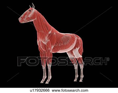 Horse musculature, illustration View Large Photo Image Stock Photograph - Horse musculature, illustration. Fotosearch