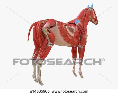 Stock Photography - Horse musculature, illustration. Fotosearch