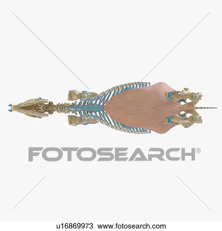 Stock Image - Horse obliquus externus abdominis muscle, illustration. Fotosearch