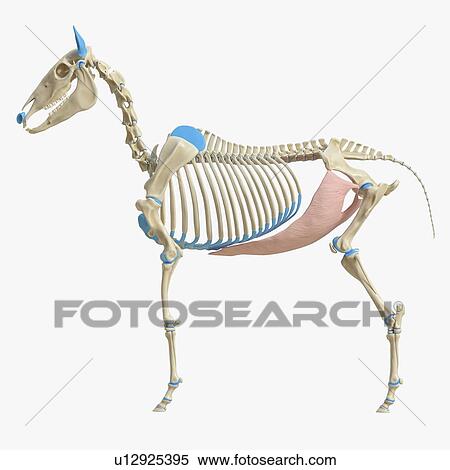 Stock Photography - Horse obliquus externus abdominis muscle, illustration. Fotosearch