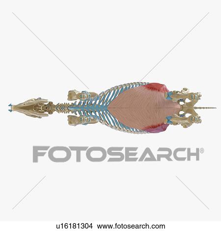 Picture - Horse obliquus internus abdominis muscle, illustration. Fotosearch