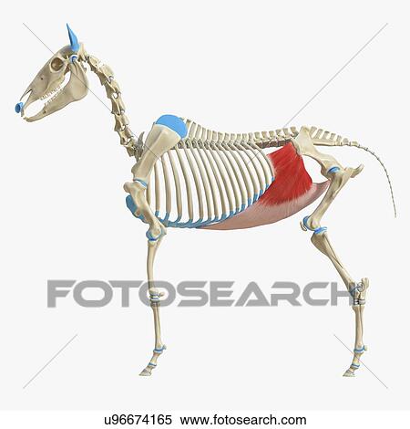 Stock Photography - Horse obliquus internus abdominis muscle, illustration. Fotosearch