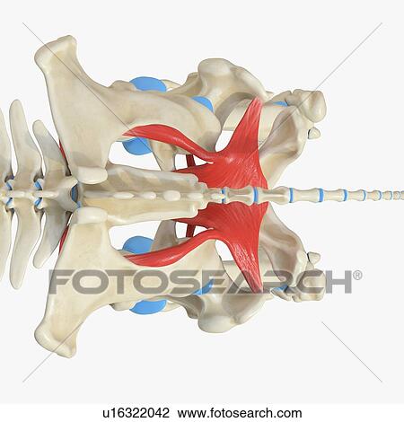 Stock Image - Horse obturator internus muscle, illustration. Fotosearch