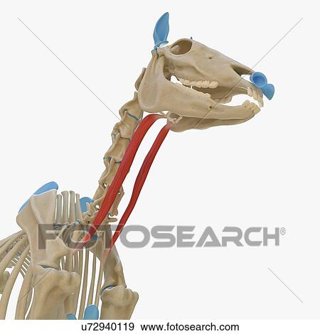 Horse omohyoid muscle, illustration View Large Photo Image Stock Photo - Horse omohyoid muscle, illustration. Fotosearch