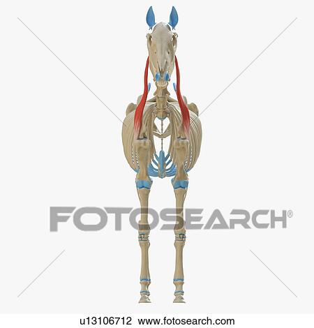 Stock Image - Horse omotransversarius muscle, illustration. Fotosearch