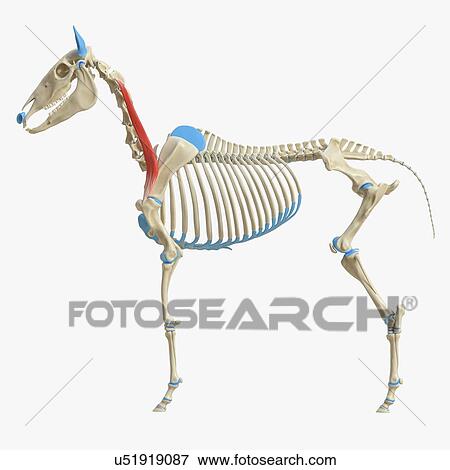 Horse omotransversarius muscle, illustration View Large Photo Image Stock Photo - Horse omotransversarius muscle, illustration. Fotosearch
