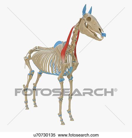 Horse omotransversarius muscle, illustration View Large Photo Image Stock Photography - Horse omotransversarius muscle, illustration. Fotosearch