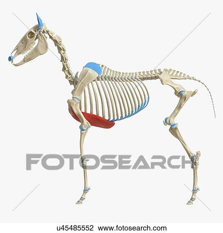 Stock Image - Horse pectoralis ascendens muscle, illustration. Fotosearch