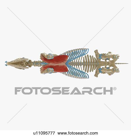 Horse pectoralis ascendens muscle, illustration View Large Photo Image Stock Photo - Horse pectoralis ascendens muscle, illustration. Fotosearch