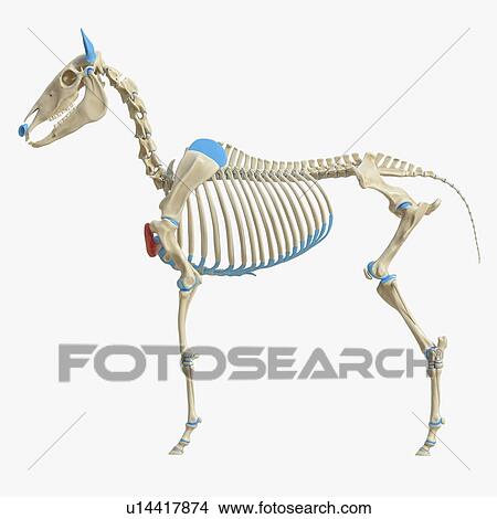 Picture - Horse pectoralis descendens muscle, illustration. Fotosearch