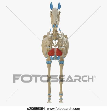 Picture - Horse pectoralis descendens muscle, illustration. Fotosearch
