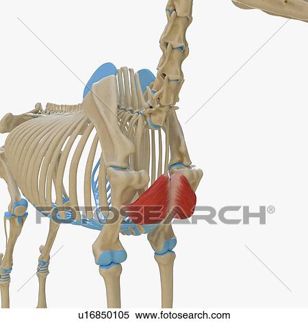 Stock Photography - Horse pectoralis descendens muscle, illustration. Fotosearch