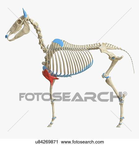 Stock Image - Horse pectoralis transversus muscle, illustration. Fotosearch