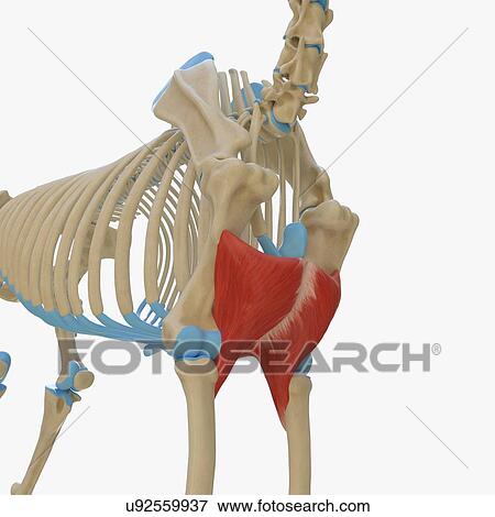 Stock Photo - Horse pectoralis transversus muscle, illustration. Fotosearch