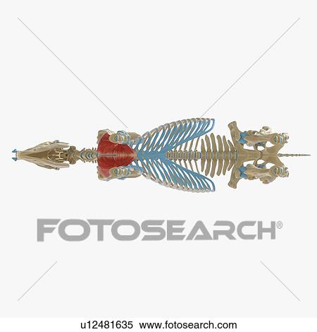 Stock Photography - Horse pectoralis transversus muscle, illustration. Fotosearch