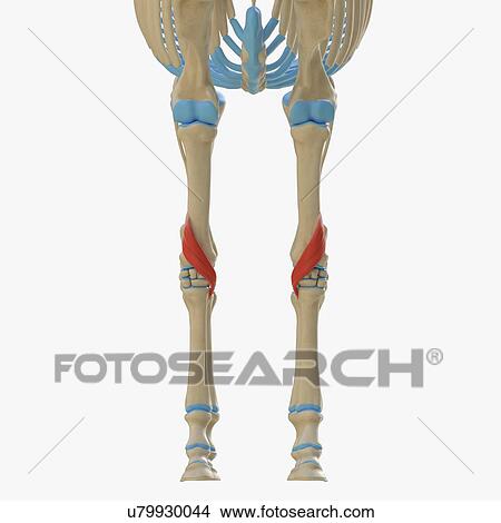 Picture - Horse pollicis longus muscle, illustration. Fotosearch