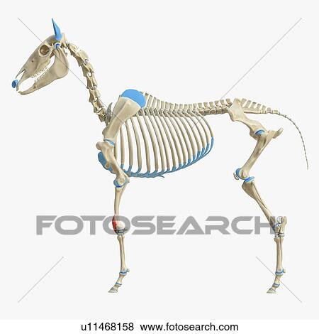 Stock Photo - Horse pollicis longus muscle, illustration. Fotosearch