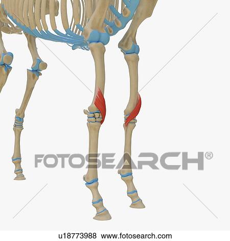 Horse pollicis longus muscle, illustration View Large Photo Image Stock Photo - Horse pollicis longus muscle, illustration. Fotosearch