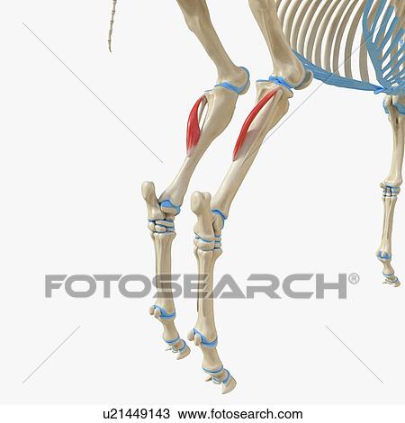 Horse popliteus muscle, illustration View Large Photo Image Stock Image - Horse popliteus muscle, illustration. Fotosearch