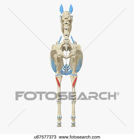 Stock Image - Horse popliteus muscle, illustration. Fotosearch
