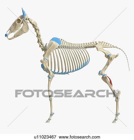 Stock Photo - Horse popliteus muscle, illustration. Fotosearch