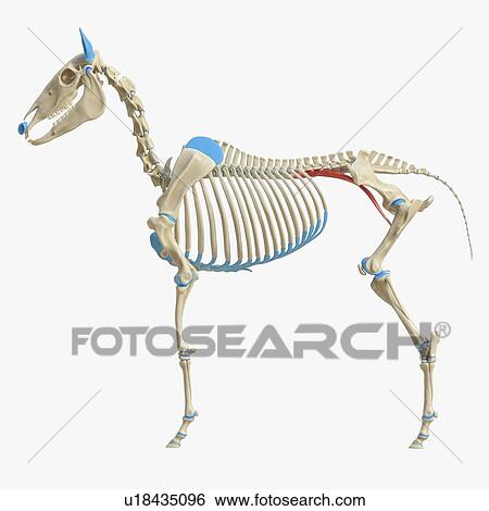 Stock Photograph - Horse psoas major muscle, illustration. Fotosearch