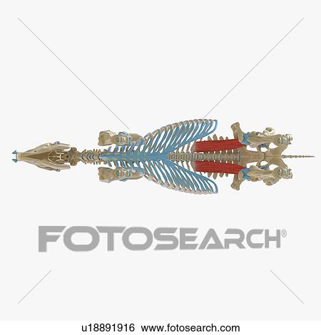 Stock Photograph - Horse psoas major muscle, illustration. Fotosearch