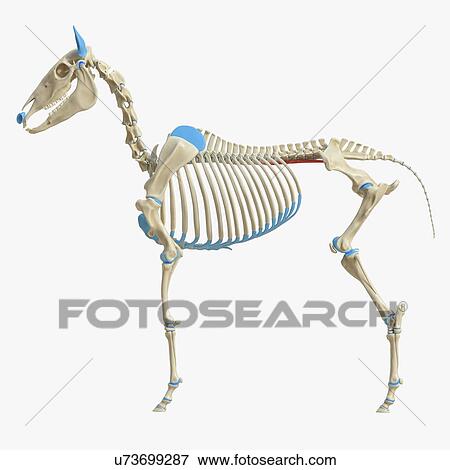 Stock Photo - Horse psoas minor muscle, illustration. Fotosearch