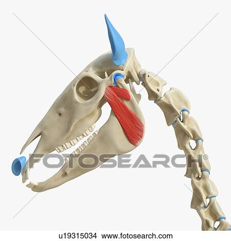 Horse pterygoideus muscle, illustration View Large Photo Image Picture - Horse pterygoideus muscle, illustration. Fotosearch