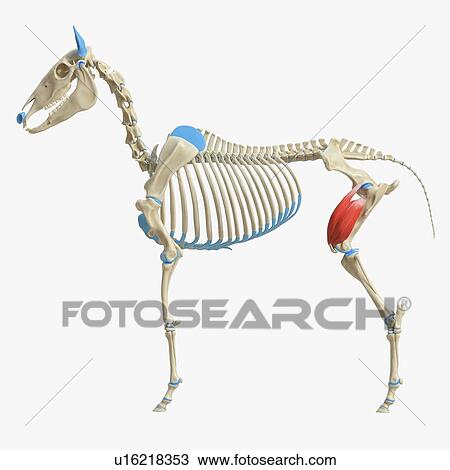 Horse quadriceps femoris muscle, illustration View Large Photo Image Stock Image - Horse quadriceps femoris muscle, illustration. Fotosearch