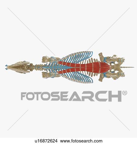 Horse rectus abdominis muscle, illustration View Large Photo Image Picture - Horse rectus abdominis muscle, illustration. Fotosearch
