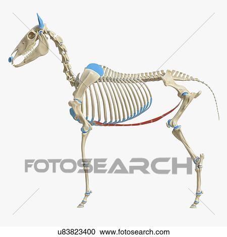 Stock Image - Horse rectus abdominis muscle, illustration. Fotosearch