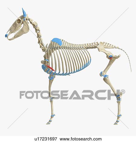 Stock Photo - Horse rectus thoracis muscle, illustration. Fotosearch